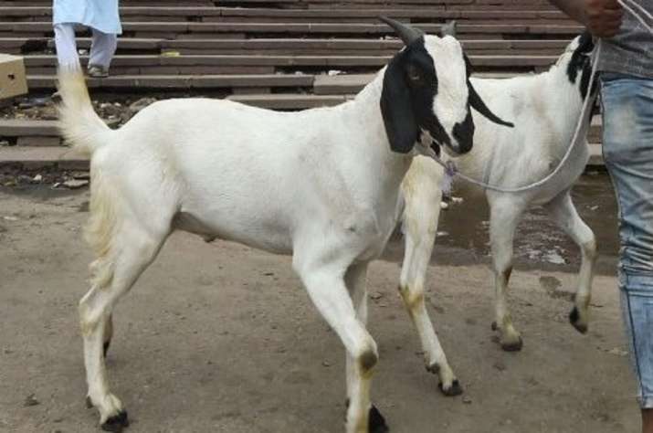 Rajasthan: Sub-inspector suspended for sacrificing goat at family function in Baran