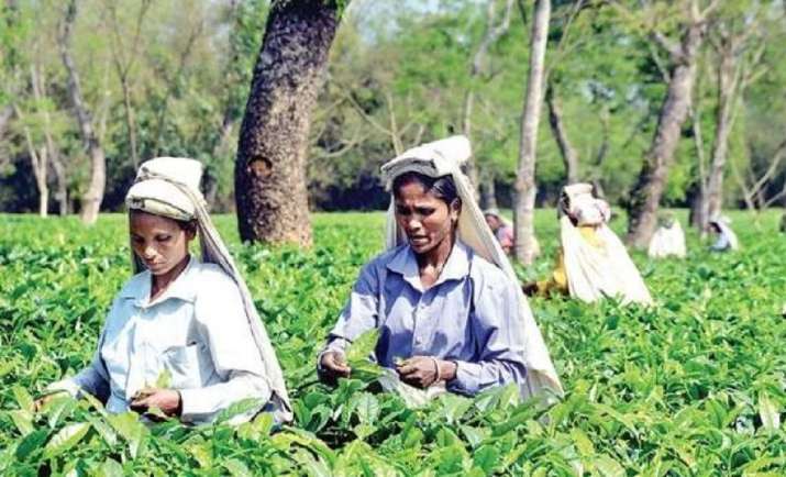 Assam West Bengal tea workers welfare union budget 2021 nirmala