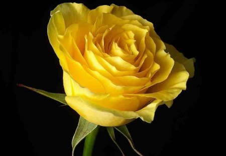 Happy Rose Day 2021 Red For Love Yellow Denotes Friendship Here S Complete List Of Colours Meaning Relationships News India Tv