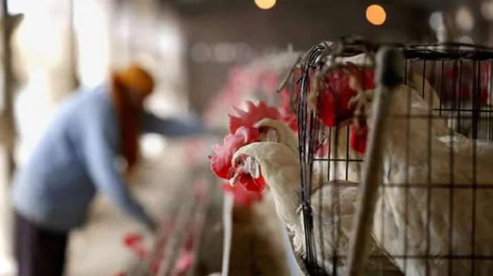 Pune: Poultry farmer approaches police as hens stop laying
