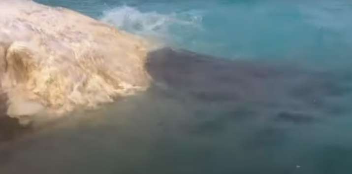 Tiger sharks eat whale carcass that drifted ashore in