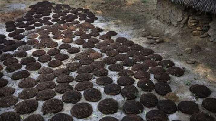 Gujarat, Ahmedabad, Doctors, cow dung therapy, boost immunity, coronavirus pandemic, covid second wa
