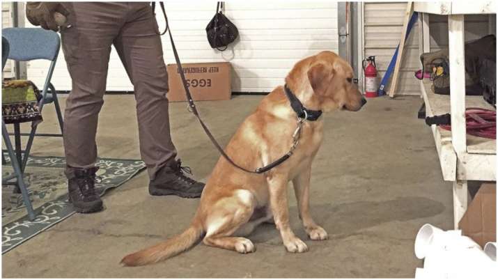 New UK study indicates trained dogs could sniff out COVID-19 infections