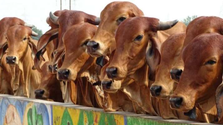 800 kg cow dung stolen in Chhattisgarh village, police