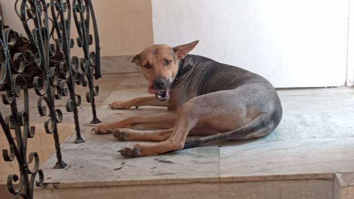 Pet dog saves family from fire in Greater Noida, raises alarm in nick ...