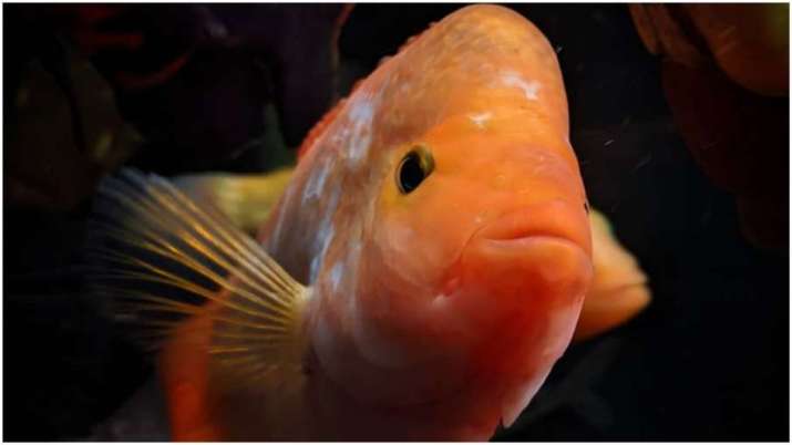 Vastu Tips: Keep arowana fish at home, evil forces will stay away
