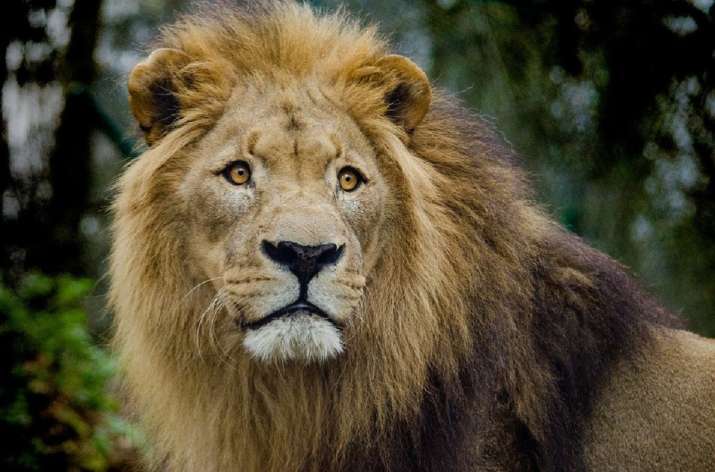 4 Lions infected by Covid delta variant in Tamil Nadu's