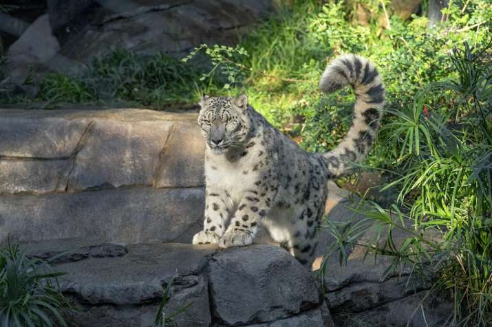 snow leopard tests covid positive
