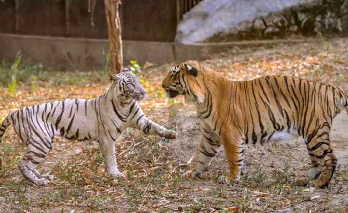 delhi zoo reopens