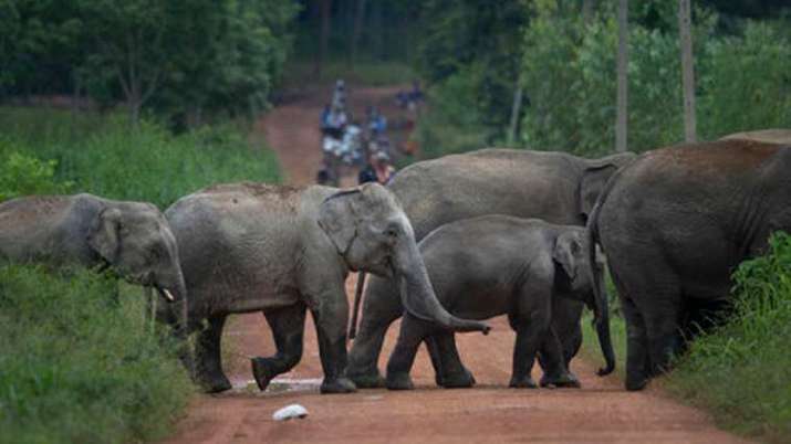 two elephants, female elephants, elephants electrocuted, Assam, latest national news updates, assam
