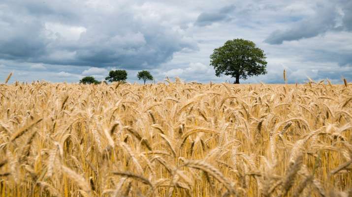 wheat msp, msp wheat, rabi crop msp, new wheat msp, cabinet decisions, cabinet decisions today, cabi