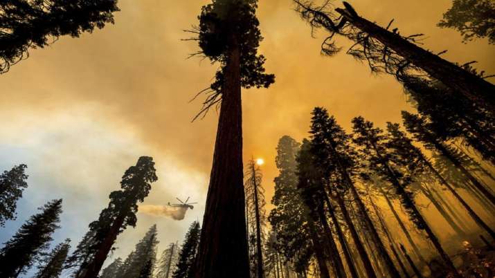 California wildfires, wildfires, thousands of trees to be removed, latest international news updates