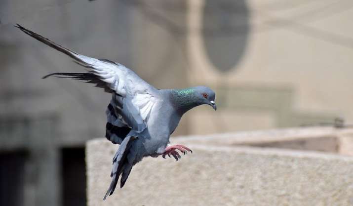 pigeon