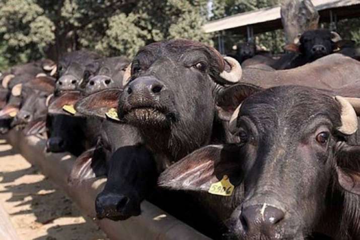 Madhya Pradesh: Farmer approaches police after buffalo