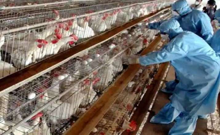 Japan avian flu