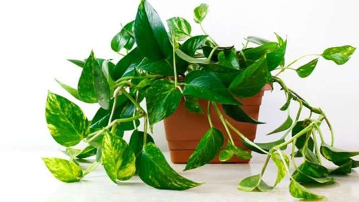 Vastu Tips: Put money plant in the house, happiness and prosperity will always remain