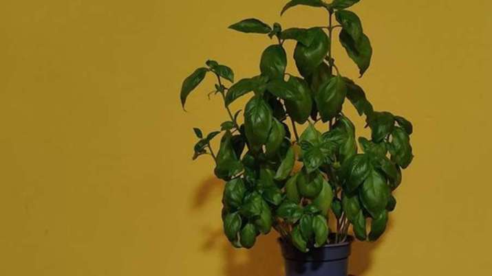 Vastu Tips: Do not plant Tulsi plant in this direction