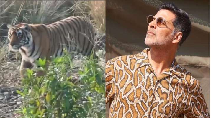Akshay Kumar's wish came true!  Actor shares video of tiger seen at Ranthambore National