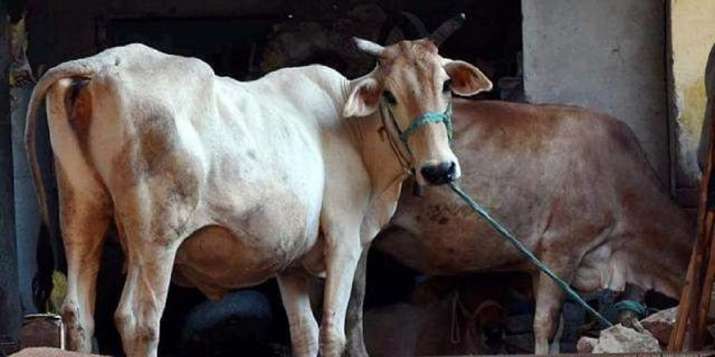 death of cow