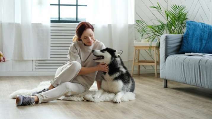 Winter pet care tips for your furry companions