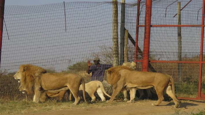 Asymptomatic animal handlers, animal handlers transmit COVID, Delta variant, lions, zoo, South Afric