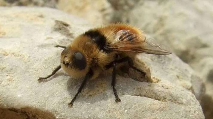 What are botflies how it can infect humans delhi fortis hospital doctors treat US woman with botflies - Vimarsana News