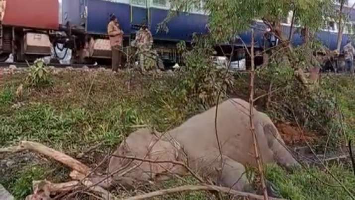 elephant dies in uttarakhand