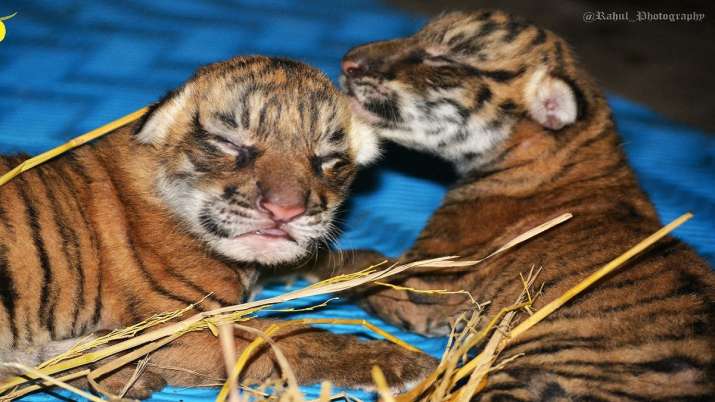 India Tv - State Zoo-cum-Botanical Garden in Guwahati has got two new members as a Royal Bengal tigress, Kazi gave birth to two cubs on Monday. 