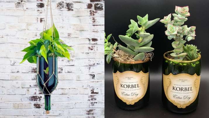 India Tv - Best Wine Bottle Planter Idea