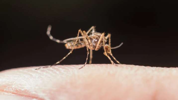 World malaria day 2022: everything you need to know about the mosquito-borne disease
