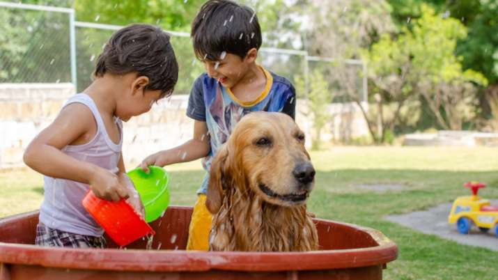 Merawat hewan peliharaan di musim panas: Metode DIY sederhana untuk melindungi teman berbulu dari panas & menjaga mereka tetap dingin