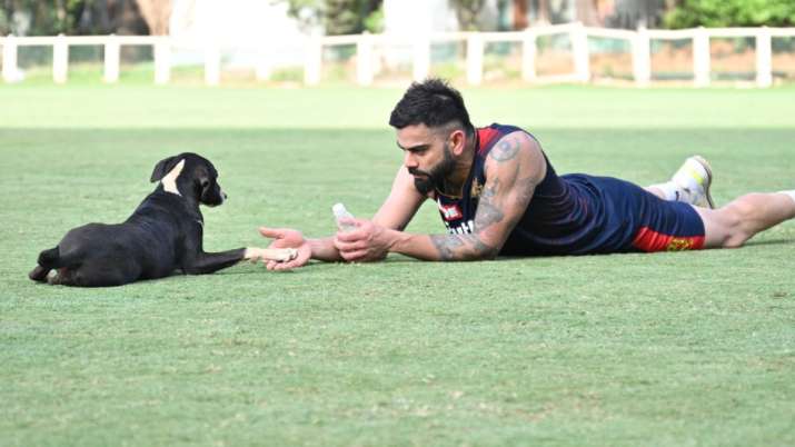 IPL 2022: Berikut adalah beberapa foto Virat Kohli yang menggemaskan bersama seekor anjing di lapangan