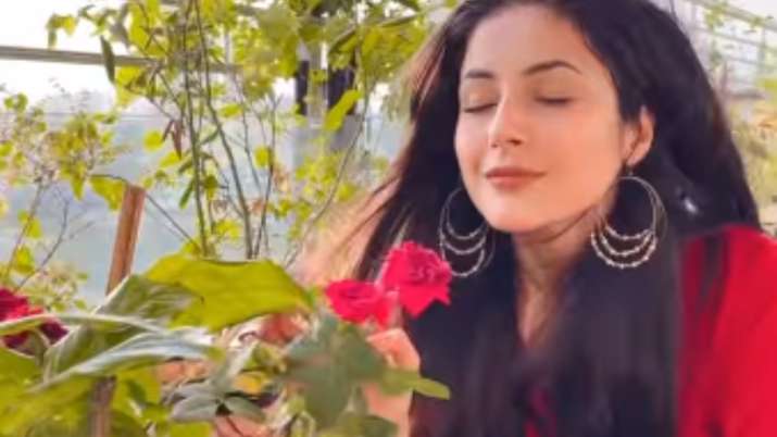 Shehnaaz Gill sets Instagram on fire with beautiful version of ‘Pasoori’ trend. Watch Video