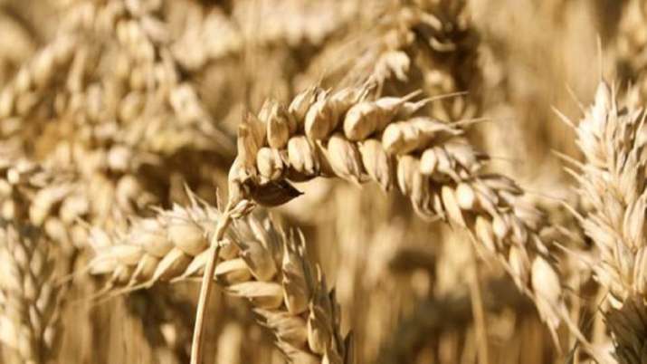 Panen gandum Ukraina mungkin turun 35%, meningkatkan kekhawatiran akan kekurangan global