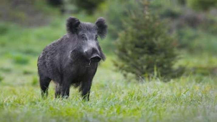 Anthrax outbreak, Anthrax outbreak Kerala, Anthrax outbreak wild boars, Kerala latest news, Kerala anthrax, - Vimarsana News