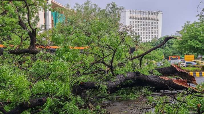 India Tv - A tree uprooted after a dust storm accompanied by rain in New Delhi. 