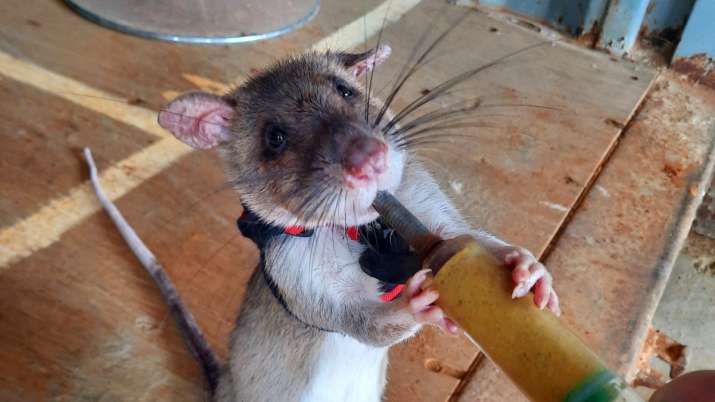 Hero mice!  Learn how mice can help rescue teams at earthquake sites