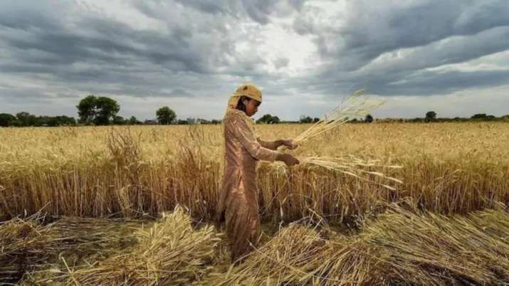 UAE suspends exports and re-exports of Indian wheat for four months - Vimarsana News