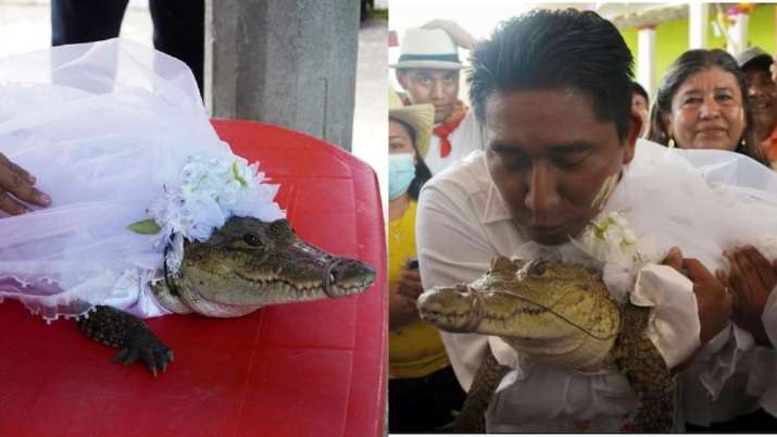 Alcalde de México se casa con caimán en un antiguo reptil ritual disfrazado de novia Ver video viral