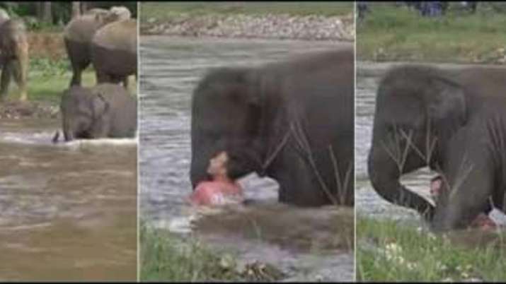Old video of elephant running to save drowning man wins hearts again | WATCH