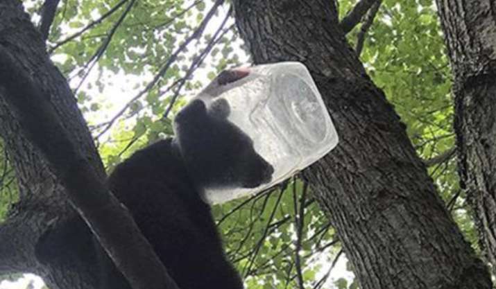 Bear cub messing with garbage can rescued after getting head stuck in plastic jug - Vimarsana News