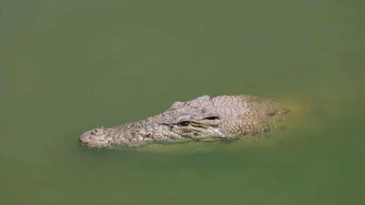 Crocodile 'swallows' boy bathing in river, villagers' plan to retrieve him alive will shock you even more - Vimarsana News