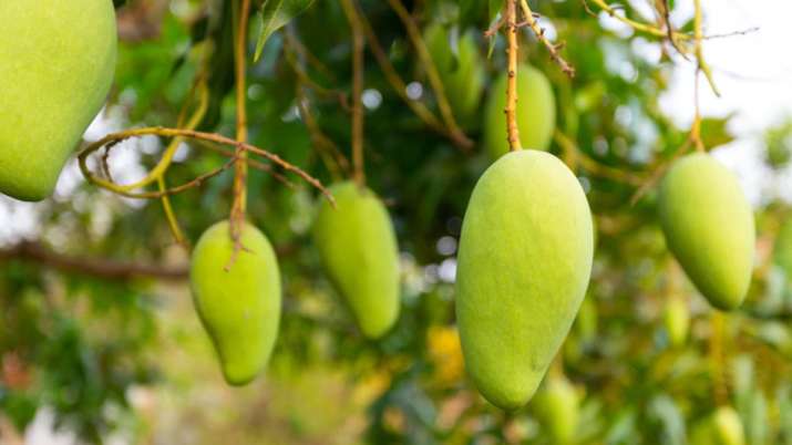 National Mango Day 