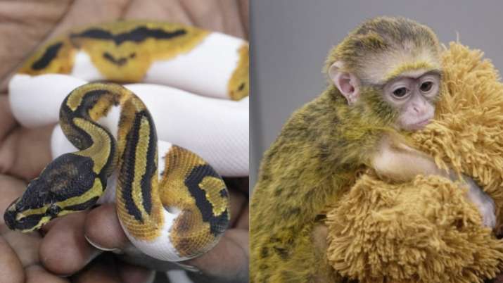15 king snakes, 5 ball pythons, DeBrazza monkey & more: Illegal animals trafficked to Chennai from Bangkok - Vimarsana News