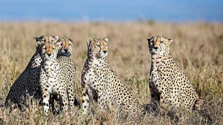 Cheetahs likely to be imported from South Africa soon - Vimarsana News