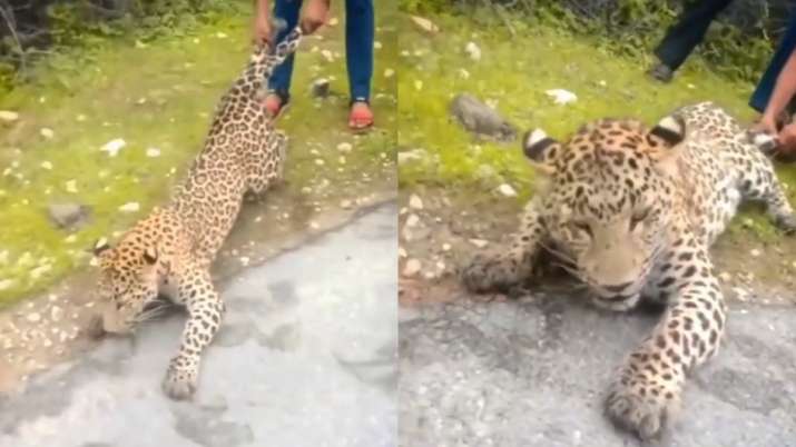 Leopard battles for life as man drags it from behind, netizens express outrage | watch video - Vimarsana News