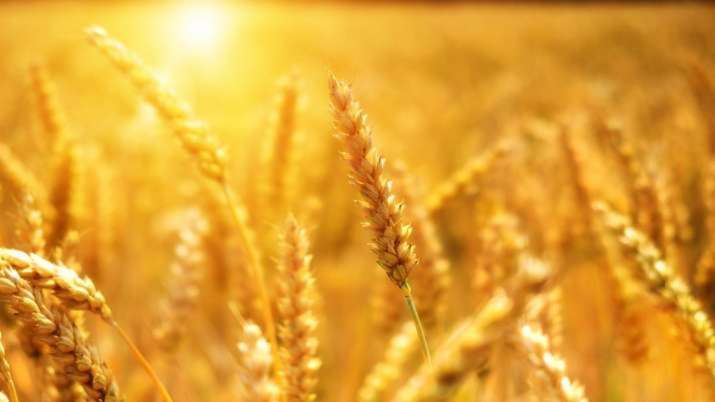 Wheat production drop experts link to climate change urge India to take it up at COP27 - Vimarsana News