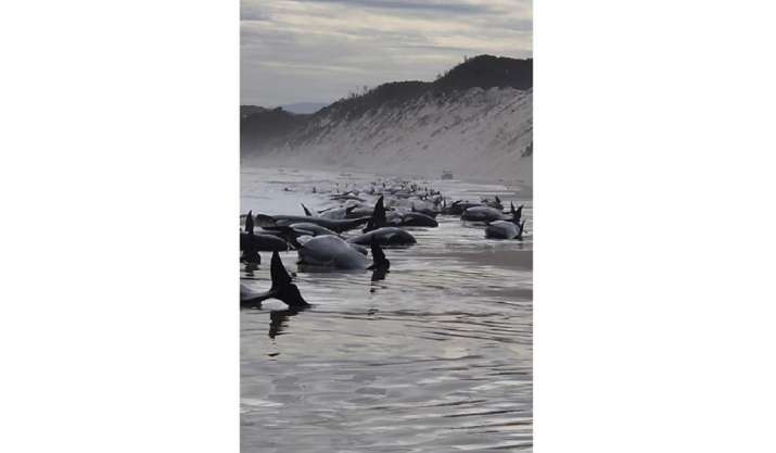 Australia: Sekitar 230 paus terdampar di pantai barat Tasmania;  ‘hampir setengah’ dianggap mati