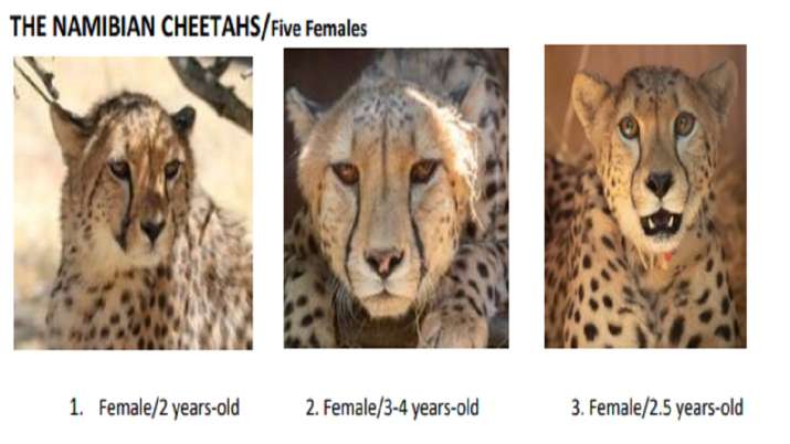 India Tv - cheetahs, india cheetahs, cheetahs in india, namibia cheetahs, kuno national park, cheetah reintrodu