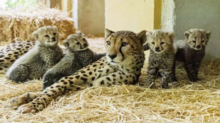Reason why Cheetahs went extinct in India, were 'Tamed Like Dogs', 'Killed for Rs 6' - Vimarsana News